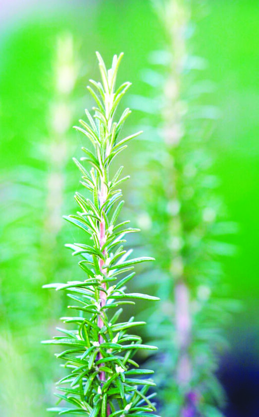 Keep rosemary safe in winter News, Sports, Jobs Tribune Chronicle